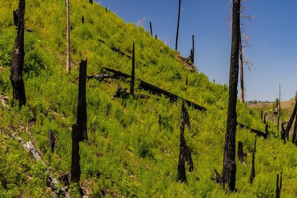 OB-Rentz - charred sculpted trees on saddle.jpg