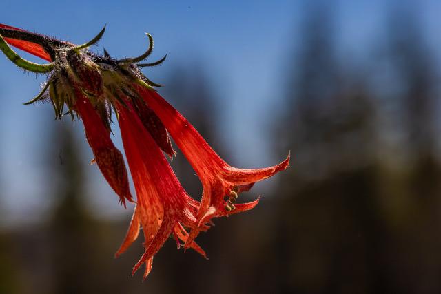 OB-Rentz flower 2.jpg