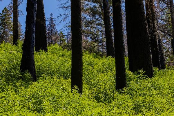 OB-Rentz Karen among forest flowers.jpg