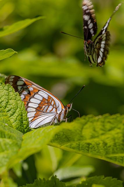 OB-Rentz-Lorquins Admiral butterflies.jpg