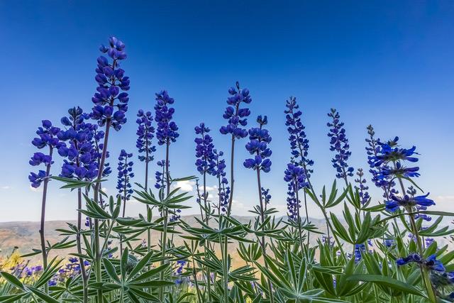 OB-Rentz lupine on ridge.jpg