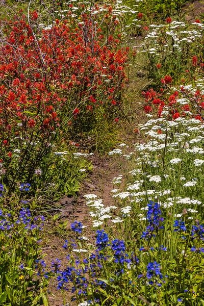 OB-Rentz red white and blue flowers on ridge.jpg