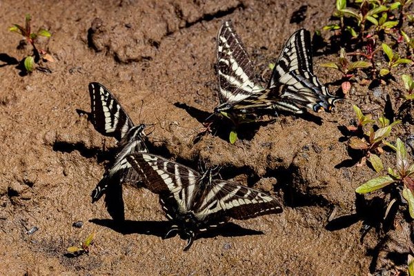 OB-Rentz swallowtails.jpg