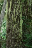 Alectoria sarmentosa - Wtich's Hair Lichens -Naches Peak Loop-Mt Rainier NP-1314.jpg