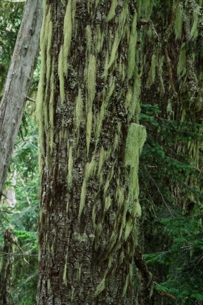 Alectoria sarmentosa - Wtich's Hair Lichens -Naches Peak Loop-Mt Rainier NP-1314.jpg
