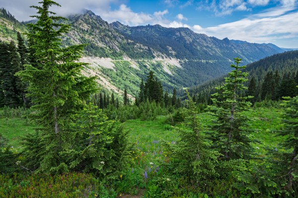 American River Valley from Chinook Pass-Naches Peak Loop-Mt Rainier NP-1335.jpg