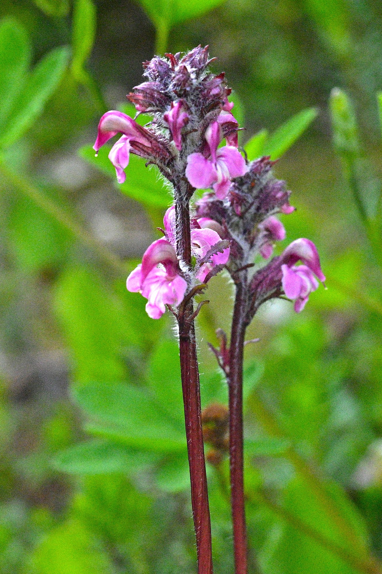 Bird's-beak Lousewort_Pedicularis ornithorhyncha_7628 copy.jpeg