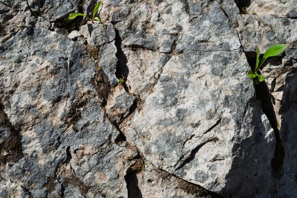 Breccia-Naches Peak Loop-Mt Rainier NP-1398.jpg