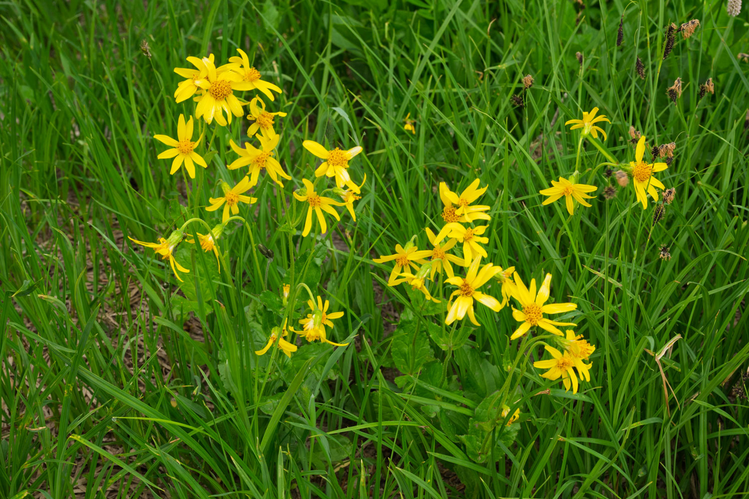 Broadleaf Arnica-Naches Peak Loop-Mt Rainier NP-1328.jpg