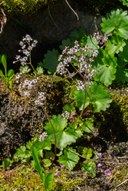 Brooks Saxifrage-Naches Peak Loop-Mt Rainier NP-1464.jpg