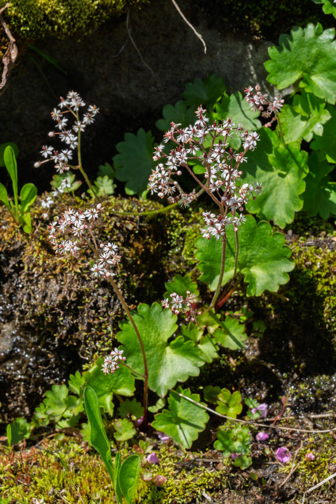 Brooks Saxifrage-Naches Peak Loop-Mt Rainier NP-1464.jpg