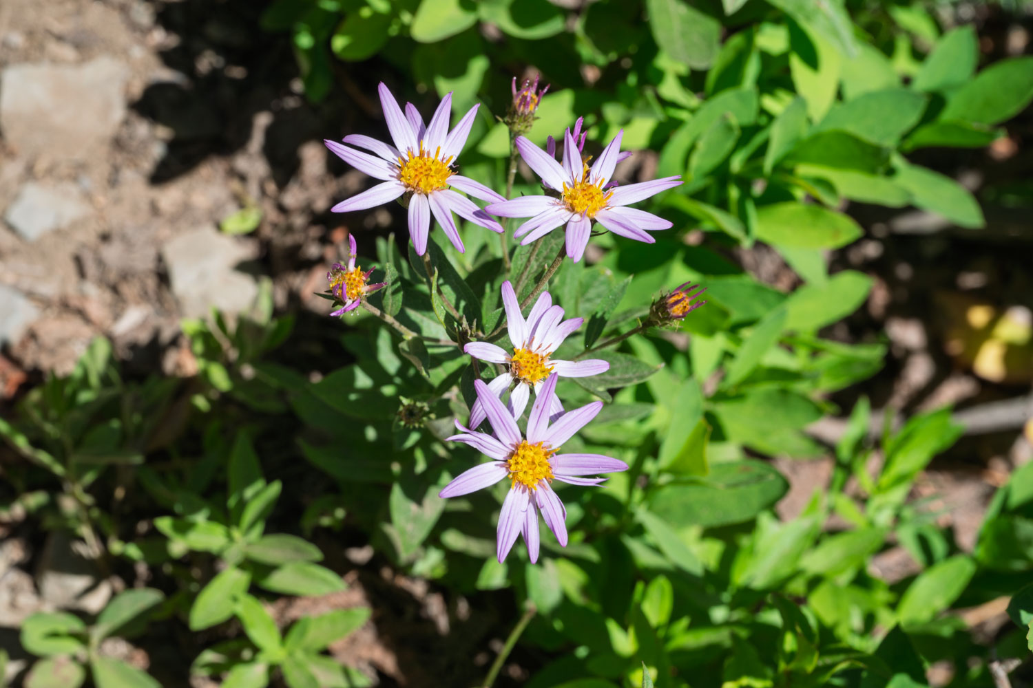 Cascade Aster-Naches Peak Loop-Mt Rainier NP-0023.jpg
