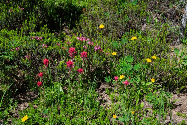 Magenta Paintbrush & Oregon Sunshine-Naches Peak Loop-Mt Rainier NP-1441.jpg