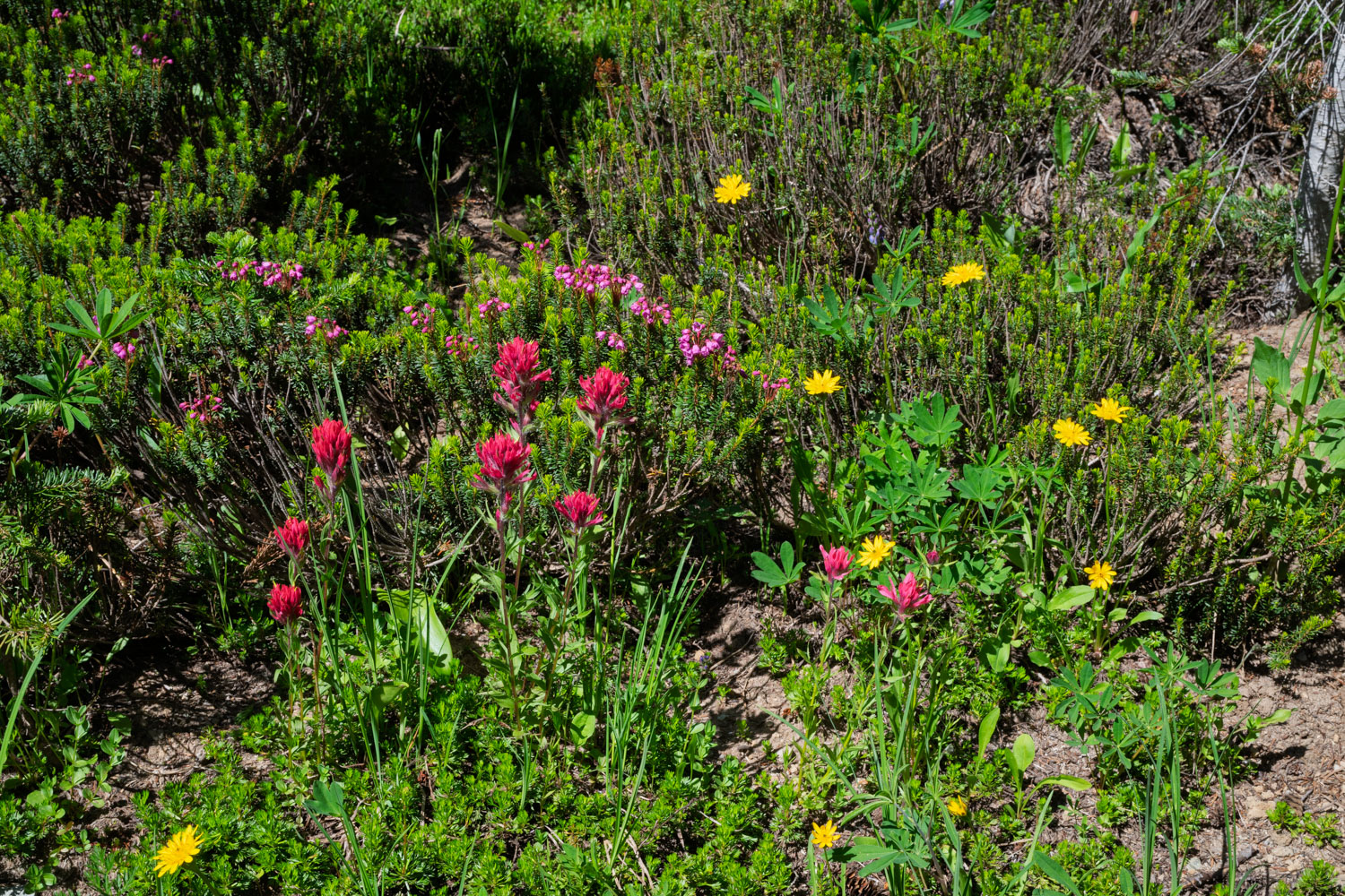 Magenta Paintbrush & Oregon Sunshine-Naches Peak Loop-Mt Rainier NP-1441.jpg
