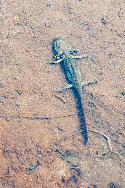 -Naches Peak Loop-Mt Rainier National Park-9610.jpg