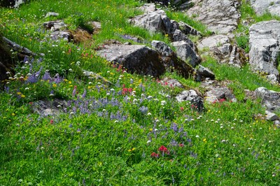 -Naches Peak Loop-Mt Rainier NP-1616.jpg