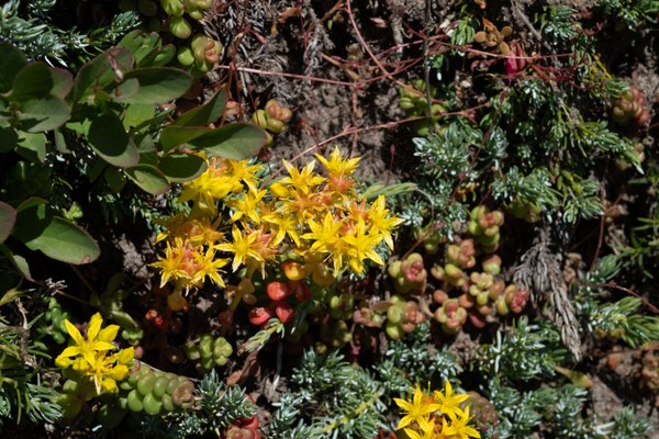 Sedum oreganum- Oregon Stonecrop-Naches Peak Loop-Mt Rainier NP-1658.jpg