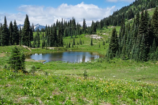 Small Tarn-Naches Peak Loop-Mt Rainier NP-1666.jpg