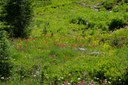 Subalpine meadow-Naches Peak Loop-Mt Rainier NP-1458.jpg