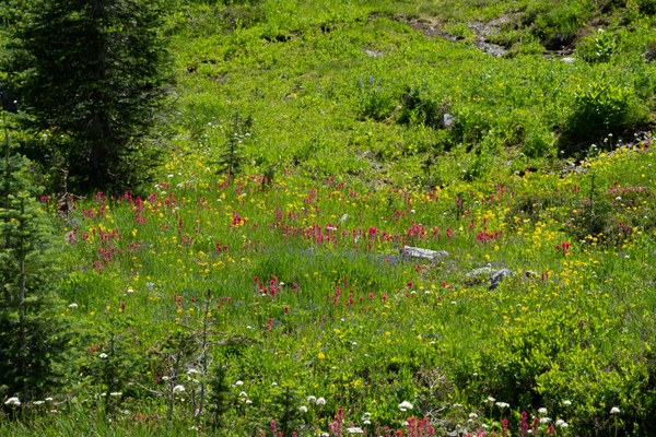 Subalpine meadow-Naches Peak Loop-Mt Rainier NP-1458.jpg