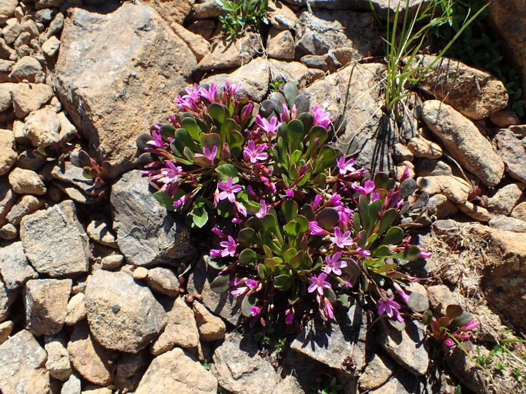 Alpine Springbeauty (Medium).JPG