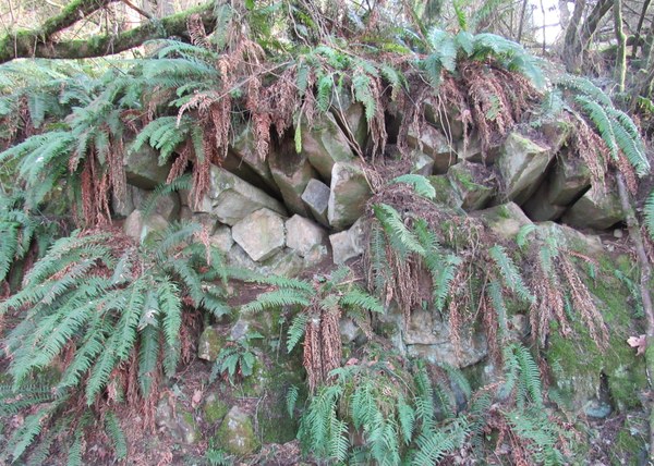 Rock outcrop and ferns