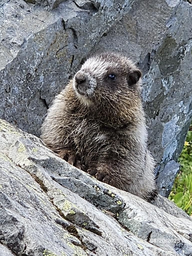 20250820_Marmot (Medium).jpg