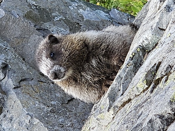 20250820_Marmot.jpg