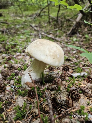 20250829_115438 (Medium).jpg