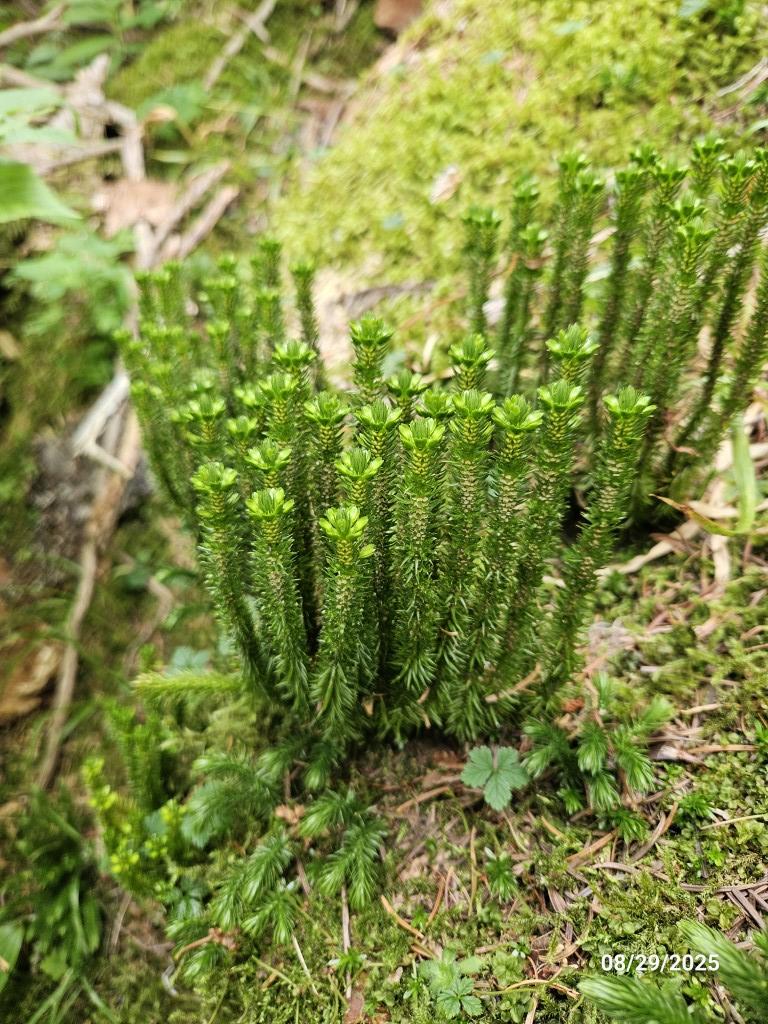 20250829_142717 (Medium).jpg