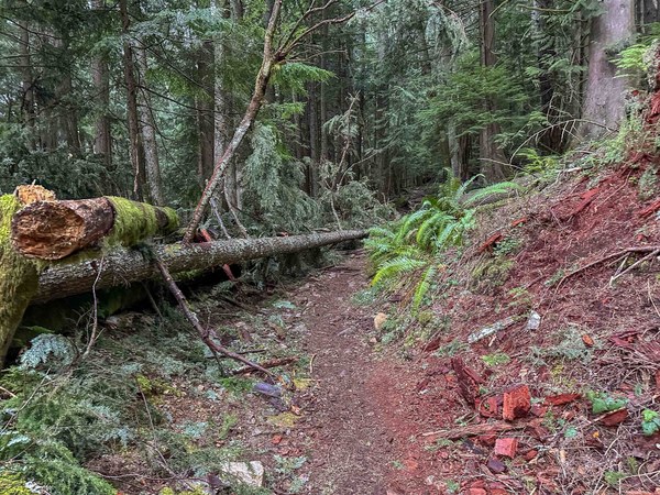 Blowdown near TH untitled-1.jpg