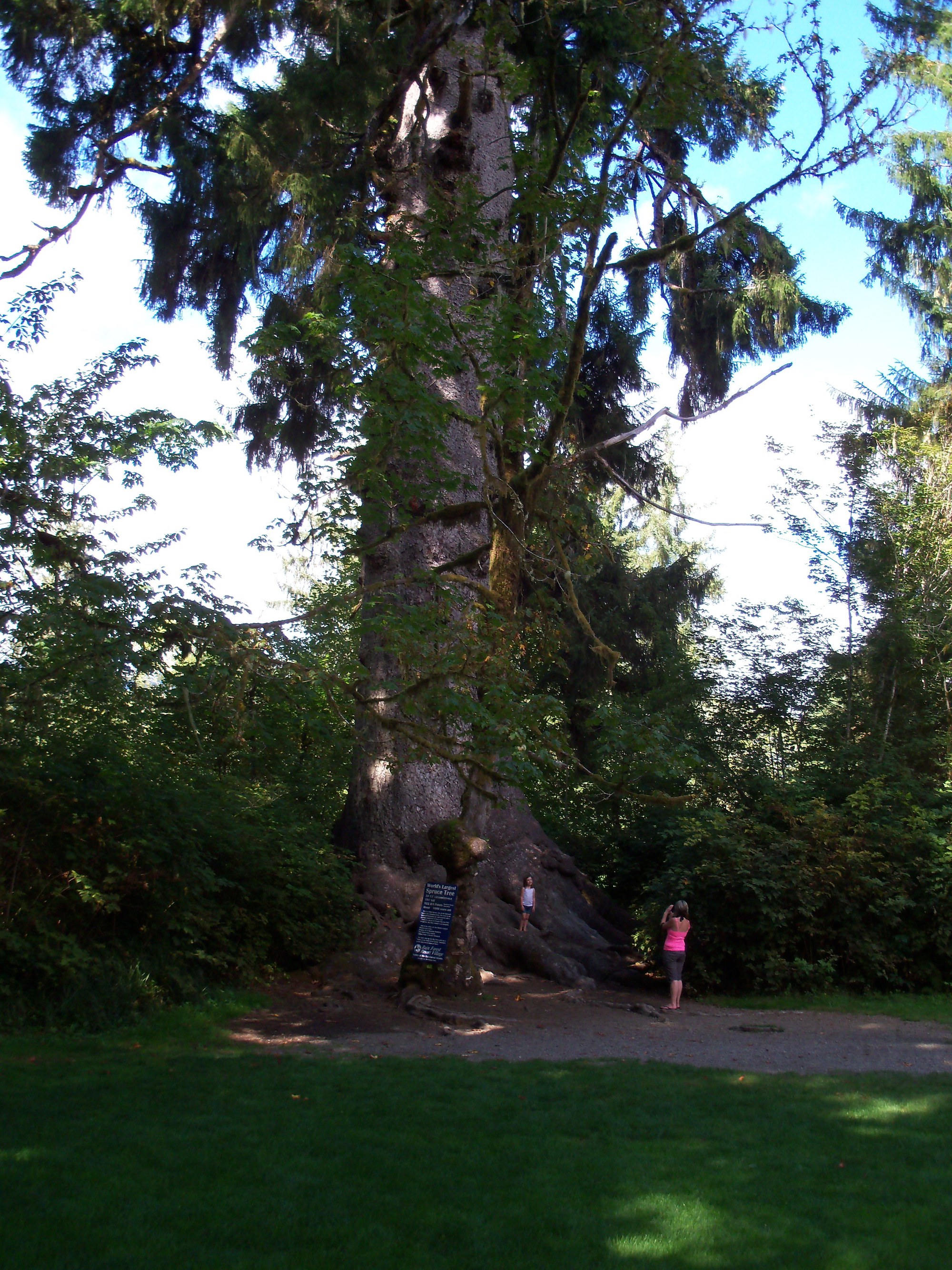 Quinault National Recreation Trails — The Mountaineers
