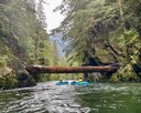 Quinault River (North Fork)