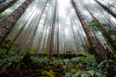 Rattlesnake Mountain (West)