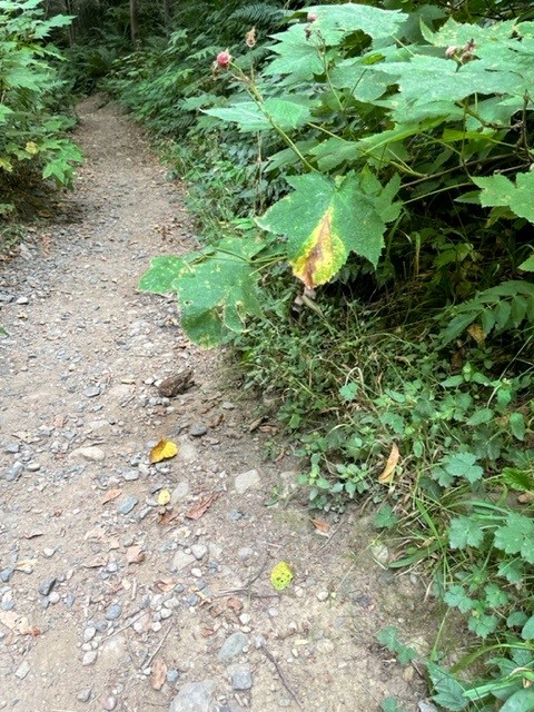 our frog friend on grand prospect yoga hike.jpg