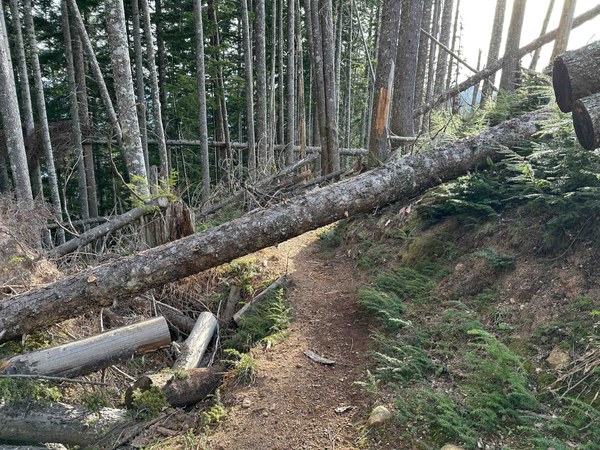Blowdowns across trail untitled-5.jpg
