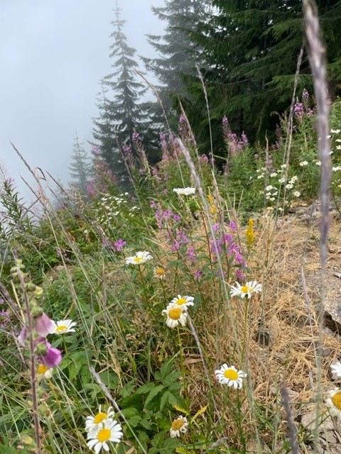 wild flowers on grand prospect yoga hike.jpg