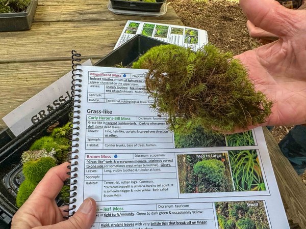 Curly heron's bill moss untitled-2.jpg