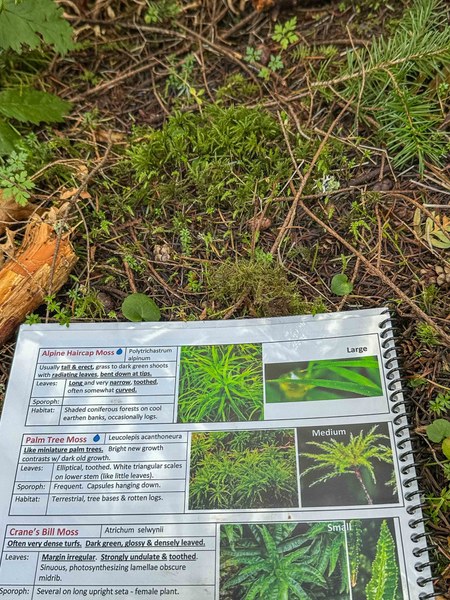 Palm tree moss untitled-5.jpg