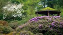 Rhododendron Species Botanical Garden