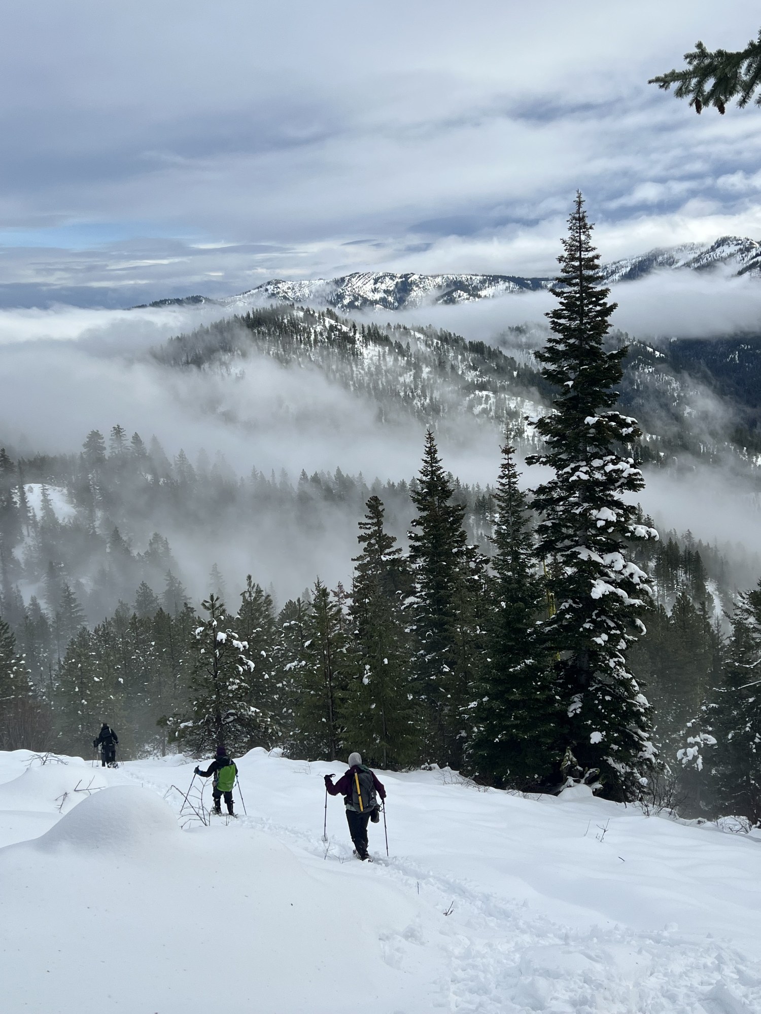 descent Rachel K..jpeg