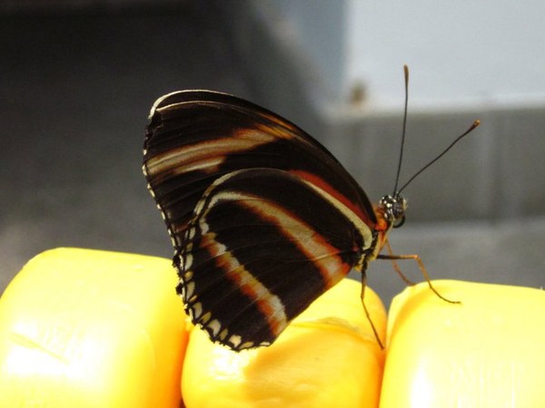butterfly_pacific_science_center.jpg