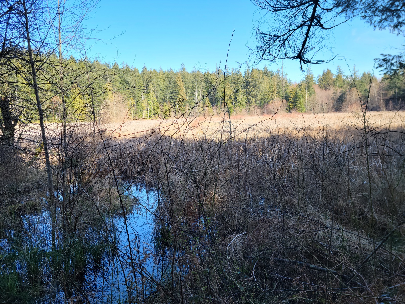 Sharpe Park Pond by Craig Ilman