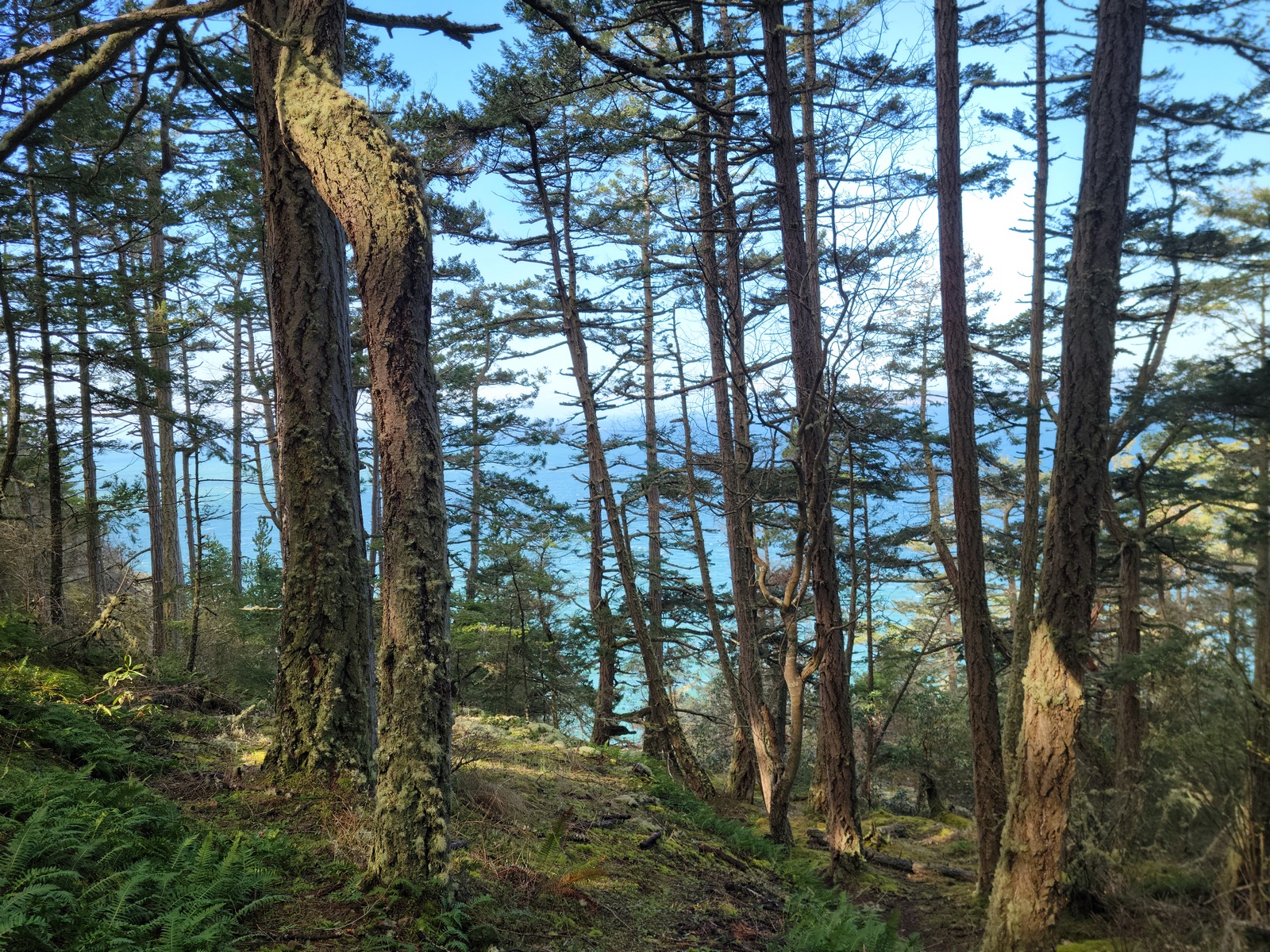 Sharpe Park Trees by Craig Ilman