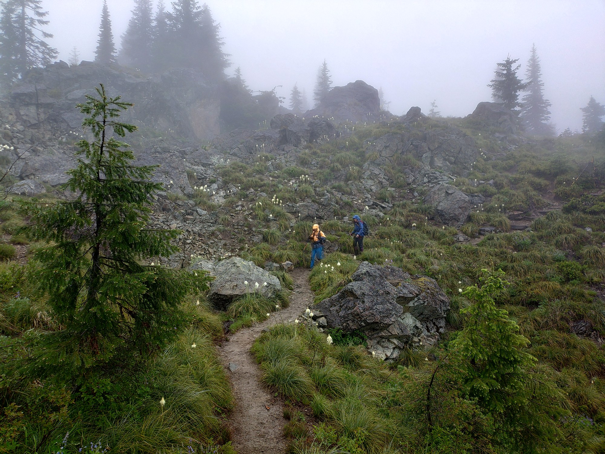Beargrass meadow.JPG