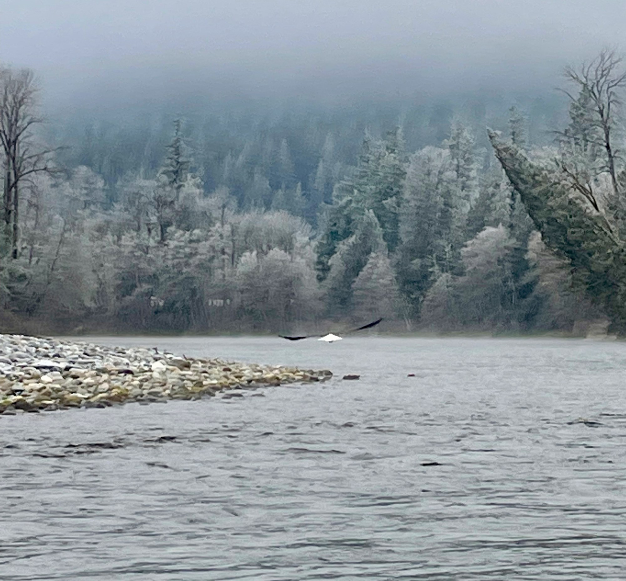 Bald Eagle on the Skagt River