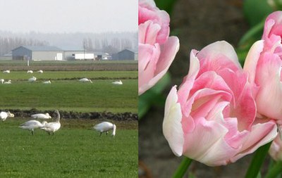 Skagit Valley