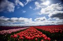 Clouds and Tulips.jpg