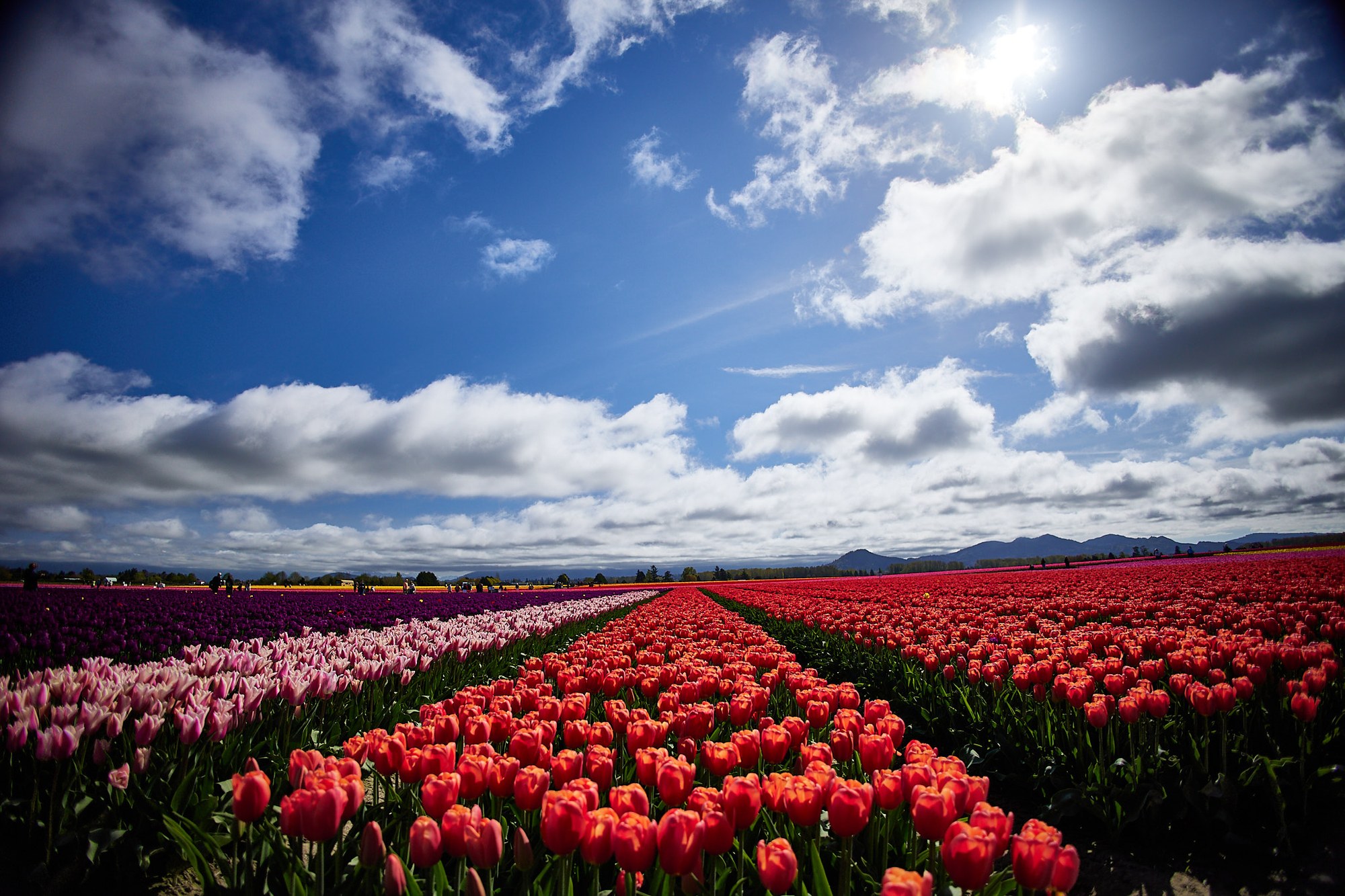 Clouds and Tulips.jpg