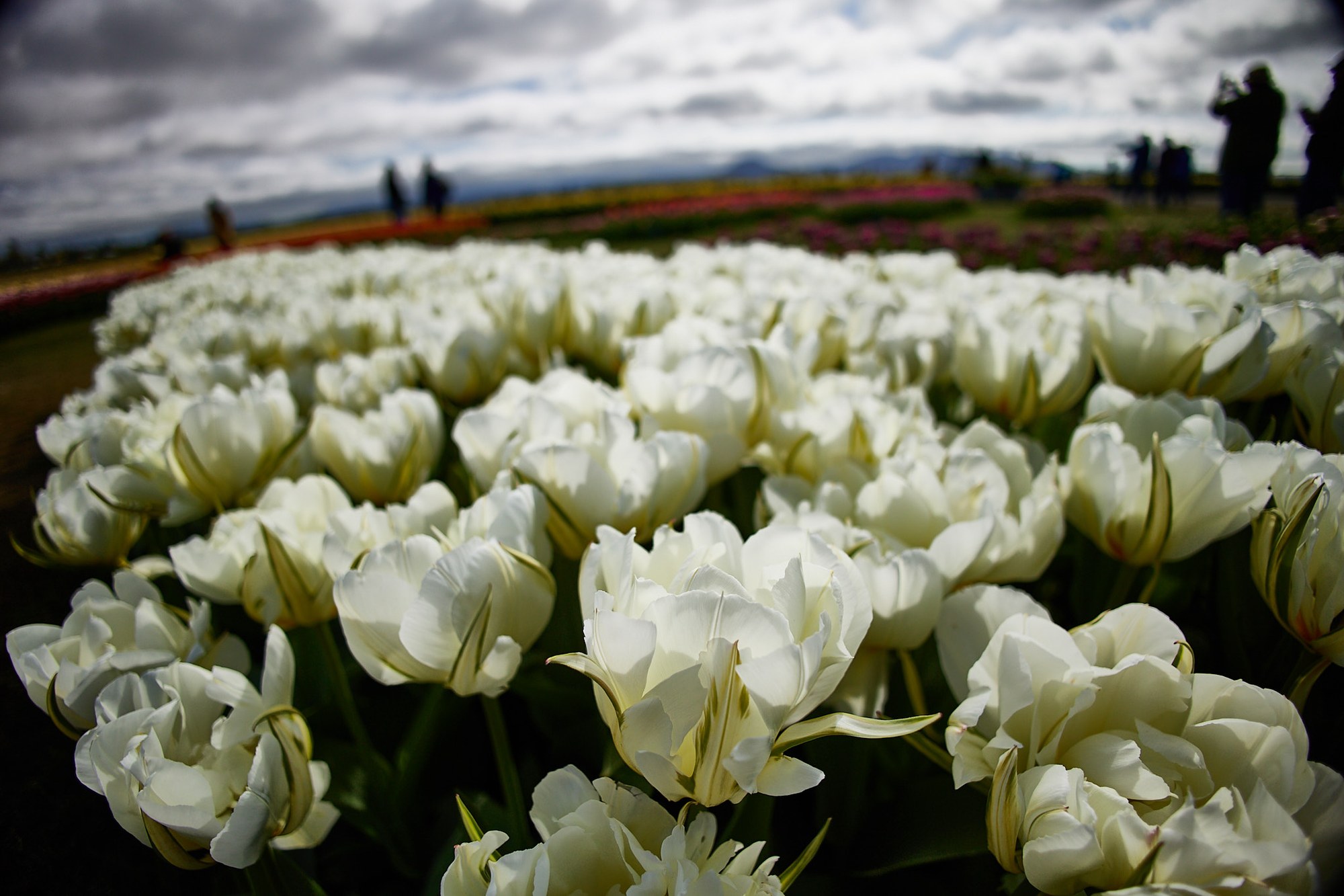 Exotic Emperor Tulips.jpg